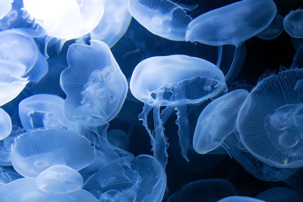 jellyfish- dangerous sea life - scuba diving - scubly