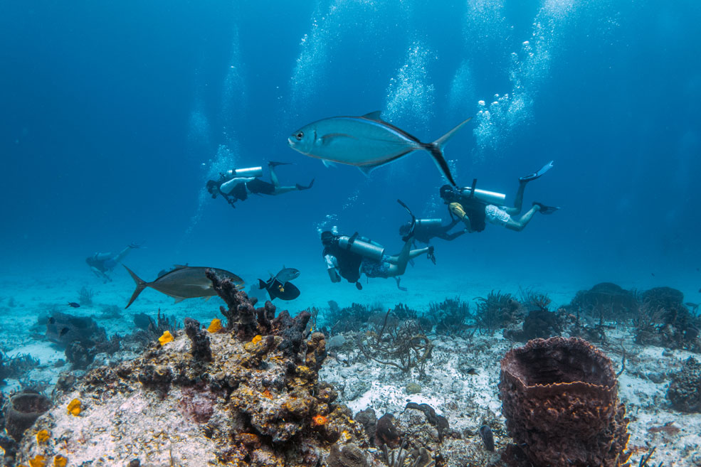 school-of-fish-with-divers- cozumel - scuba diving - scubly