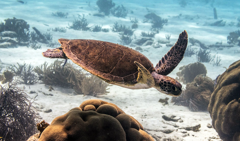 sea turtle - interacting - scuba diving - scubly