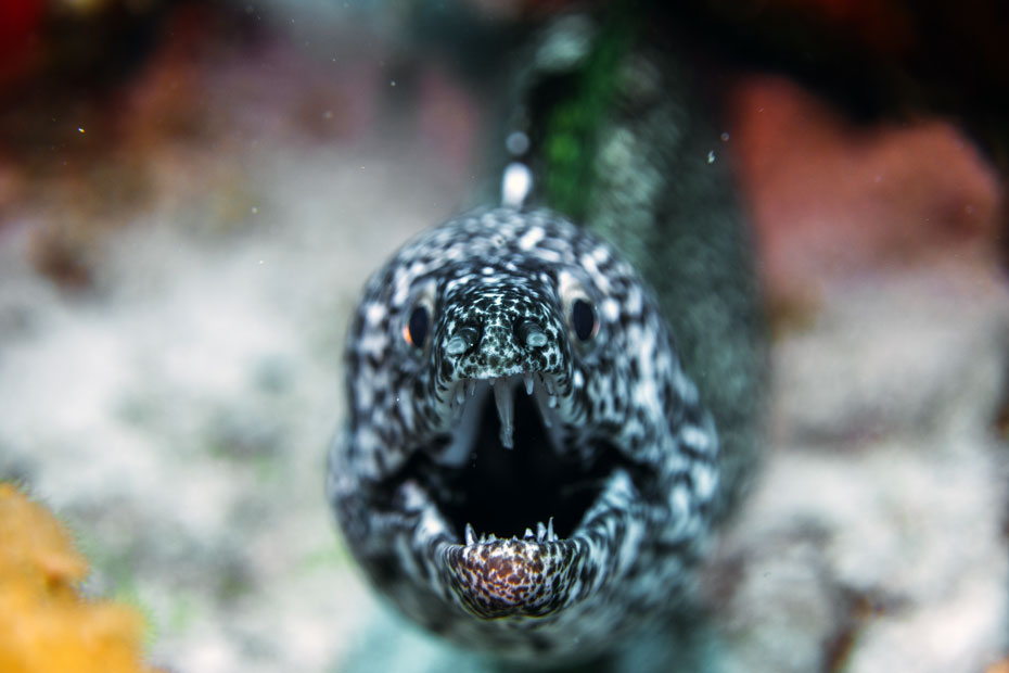 spotted-moray-eel- cozumel - scuba diving - scubly