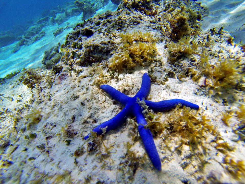 starfish- dangerous sea life - scuba diving - scubly