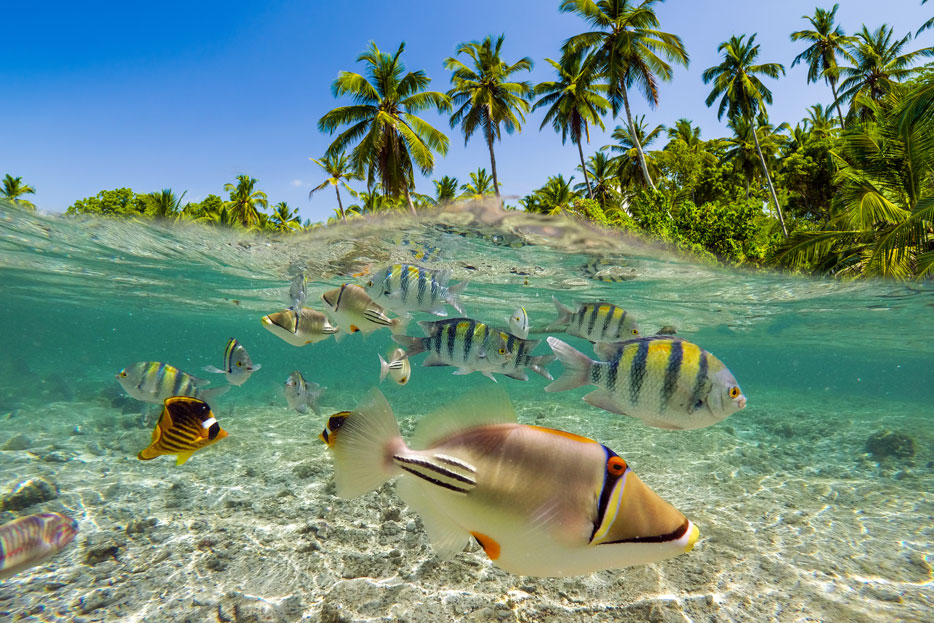 underwater-scene-with-reef-and-tropical-fish shore diving - scuba diving - scubly