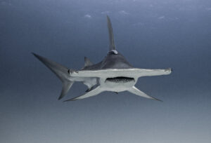 hammerhead sharks and scuba diving - scubly