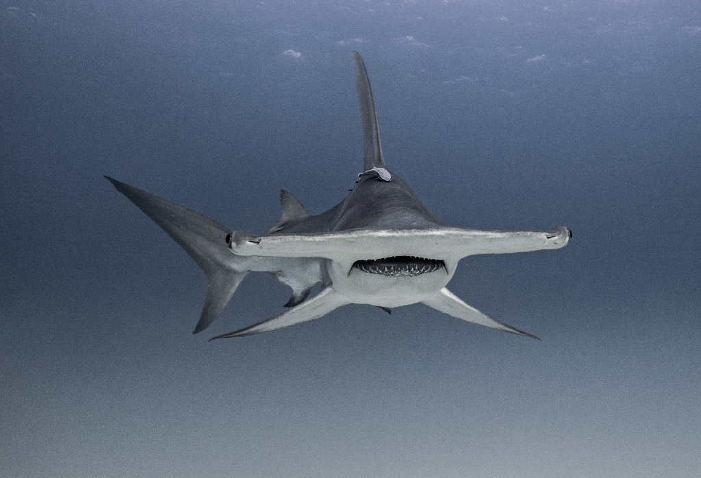 hammerhead sharks and scuba diving - scubly