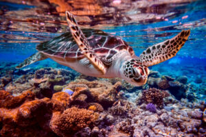 sea turtle - scuba diving - bahamas - scubly