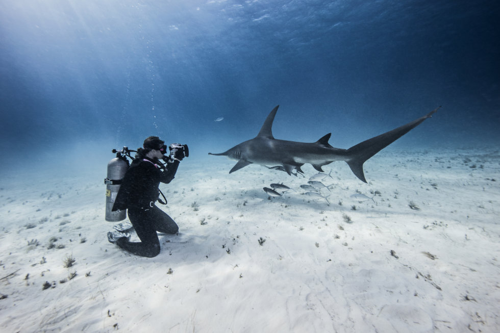 woman scuba diving with hammerhead sharks - scubly