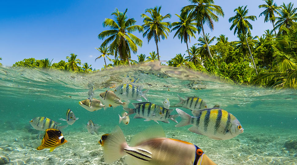 bora bora luxury dive trip - fish and palm trees - scubly