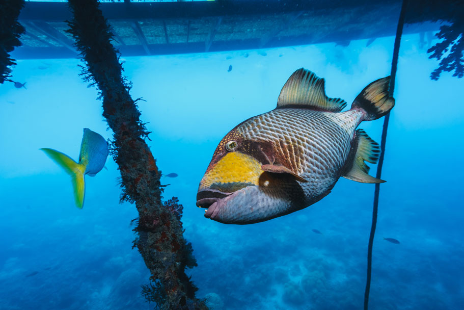 cayman islands dive trip - trigger fish - scubly