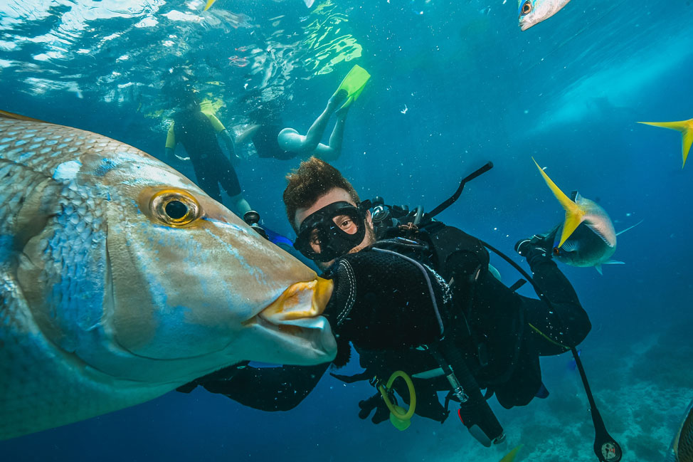 great barrier reef diving - scuba diver and fish - scubly