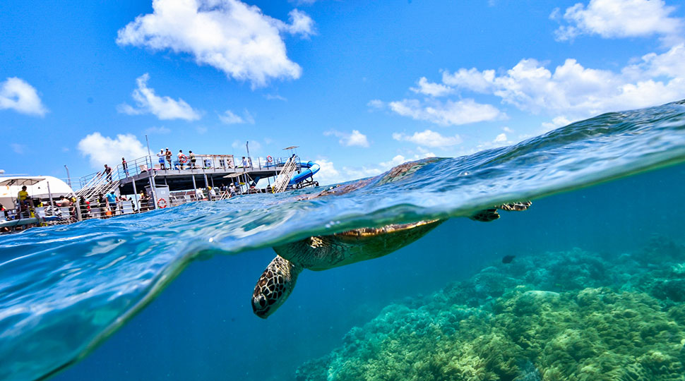 great barrier reef diving - turtle - scubly