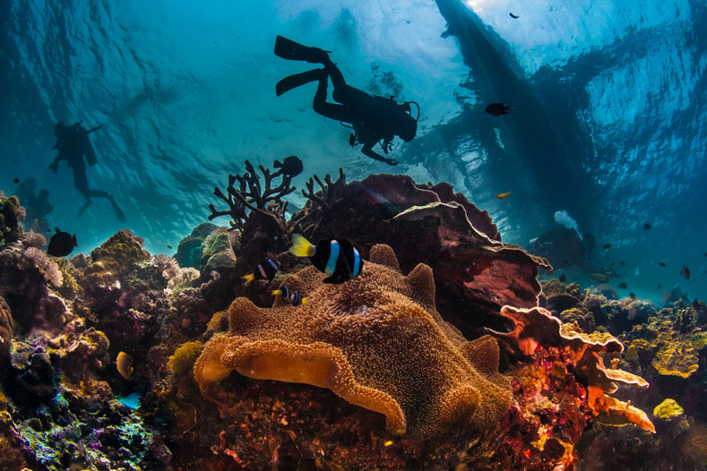 scuba divers and ocean conservation - coral - scubly